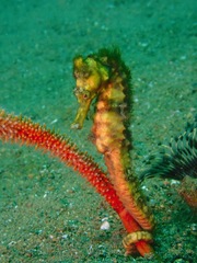 Hippocampus kuda