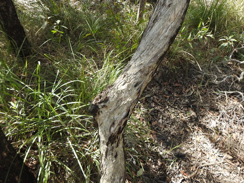 Melaleuca linariifolia