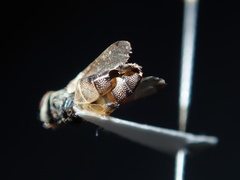 Stomorhina discolor