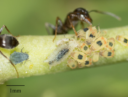 Chamaemyiidae
