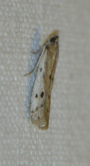 Phycitodes albatella