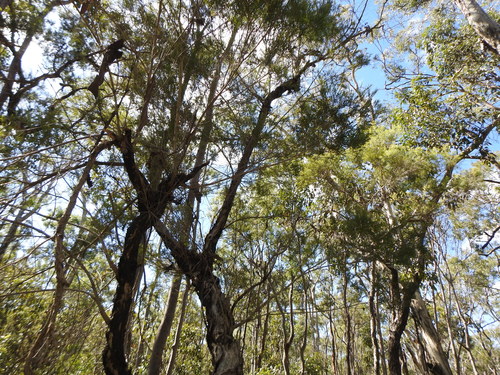 Melaleuca linariifolia