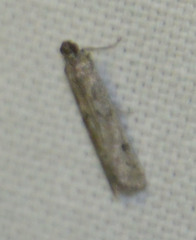 Phycitodes albatella