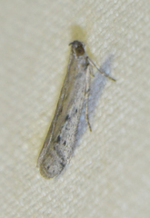 Phycitodes albatella