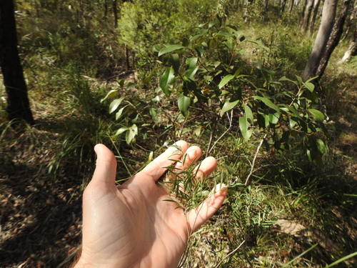 Melaleuca linariifolia