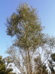 Magnoliopsida