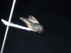 Stomorhina discolor