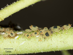 Aphis pentstemonicola