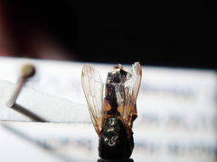 Stomorhina discolor