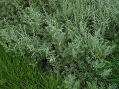 Artemisia maritima