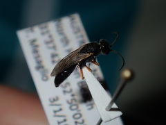 Thynnoidea