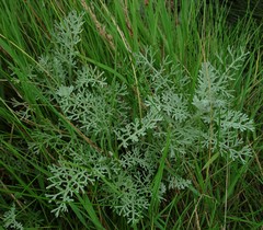 Artemisia maritima