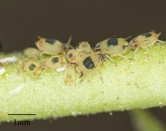 Aphis pentstemonicola