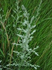 Artemisia maritima