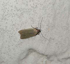 Acompsia cinerella