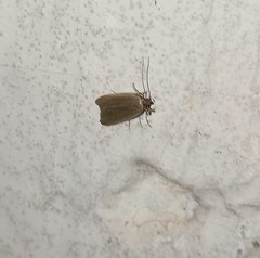 Acompsia cinerella