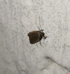 Acompsia cinerella
