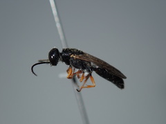 Thynnoidea