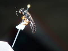 Thynnoidea