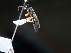 Thynnoidea