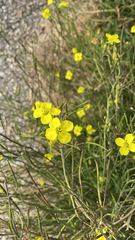Diplotaxis tenuifolia
