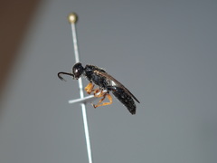 Thynnoidea
