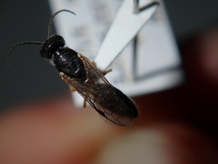 Thynnoidea