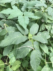 Aegopodium podagraria