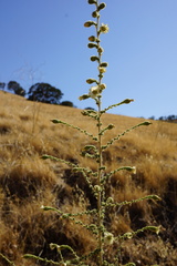 Blepharizonia plumosa