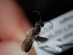 Thynnoidea