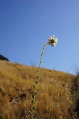 Blepharizonia plumosa