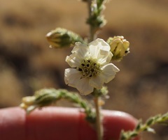 Blepharizonia plumosa