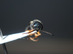Thynnoidea