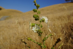 Blepharizonia plumosa
