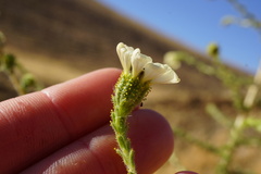 Blepharizonia plumosa