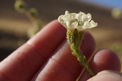 Blepharizonia plumosa