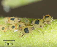 Aphis pentstemonicola