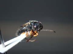 Thynnoidea