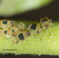 Aphis pentstemonicola