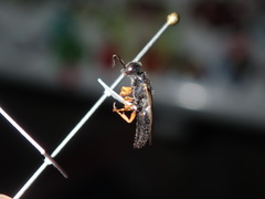 Thynnoidea