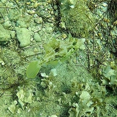 Stephanolepis diaspros