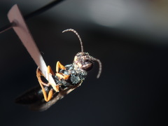 Thynnoidea