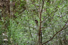 Pachycephala olivacea