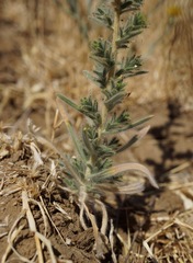 Blepharizonia plumosa