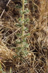 Blepharizonia plumosa