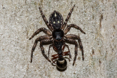 Tharpyna campestrata