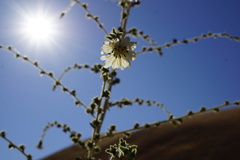Blepharizonia plumosa