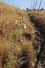 Blepharizonia plumosa