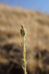 Blepharizonia plumosa