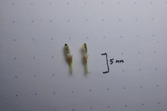 Blepharizonia plumosa